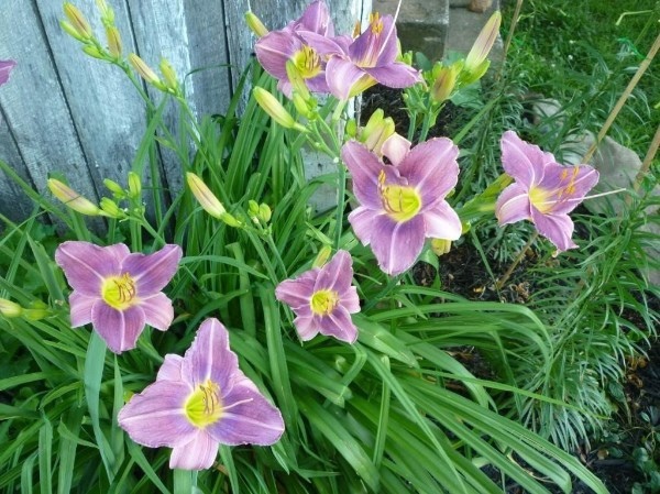 Лилейник гибридный 'Прейри Блу Айс'