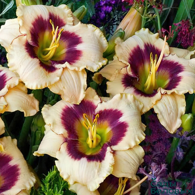 Лилейник гибридный 'Блуберри Кэнди'