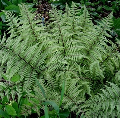 Папоротник Кочедыжник красночерешковый