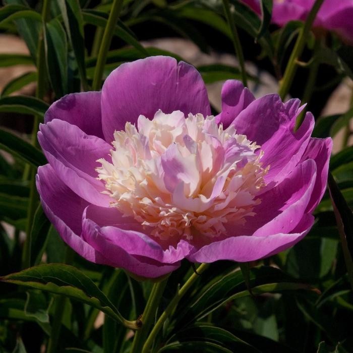 Пион молочноцветковый 'Дорин' (лиловый с кремово белым)