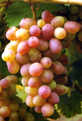 Виноград 'Матрешка'