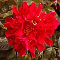 Роза 'Индиан Раффлс'(флорибунда) (красно - малиновая)