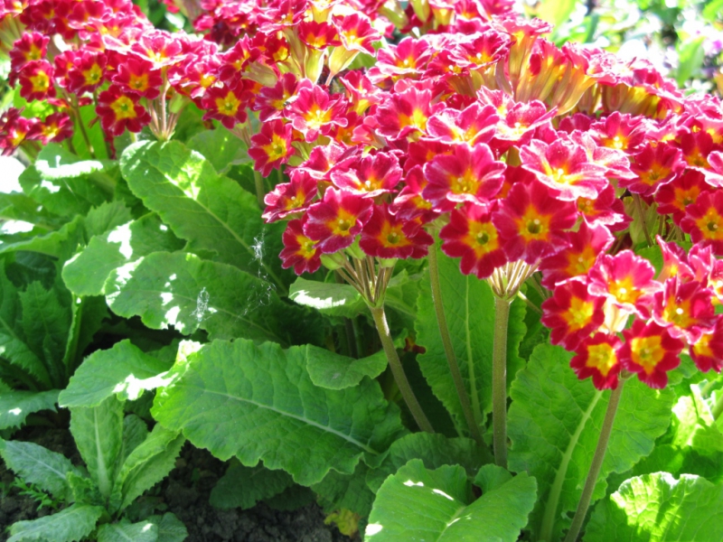 Примула высокая (первоцвет) (красная)