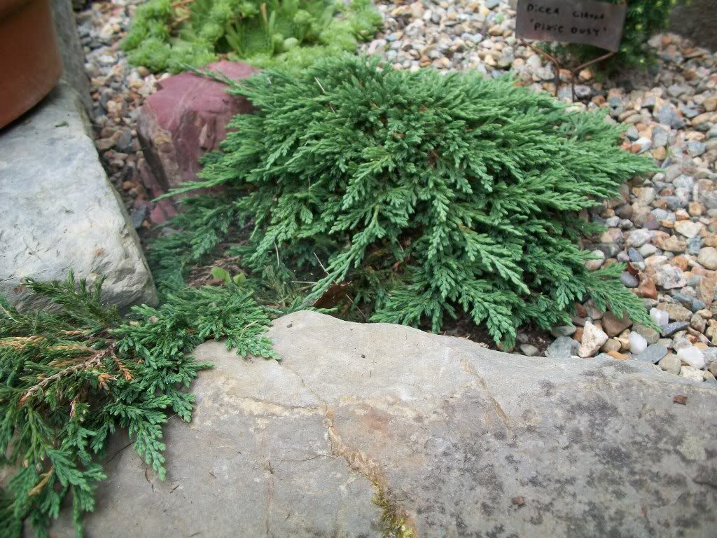 Можжевельник горизонтальный 'Панкейк'