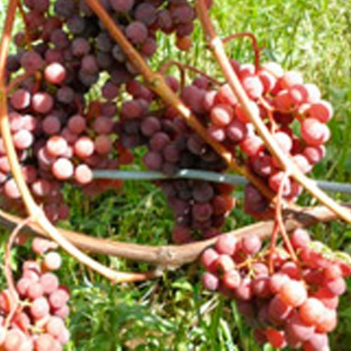 Виноград 'Огненный'