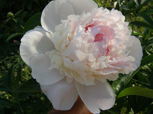 Пион молочноцветковый 'Катерина Фонтейн' (кремово - розовый светлый)