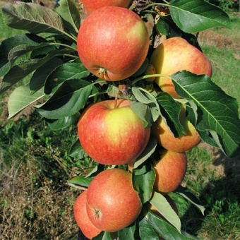 Яблоня колоновидная 'Крепыш'