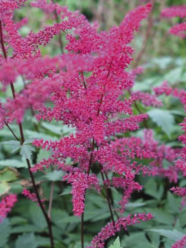 Астильба японская 'Серенада' (пурпурная)