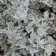 Полынь стеллера 'Морис Форм'