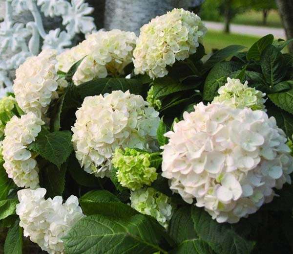 Гортензия крупнолистная 'Эндлесс Саммер Брайд'