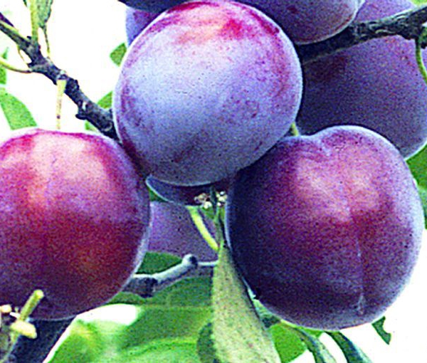 Слива 'Венгерка московская'