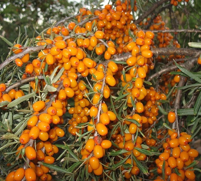 Облепиха 'Алтайская'