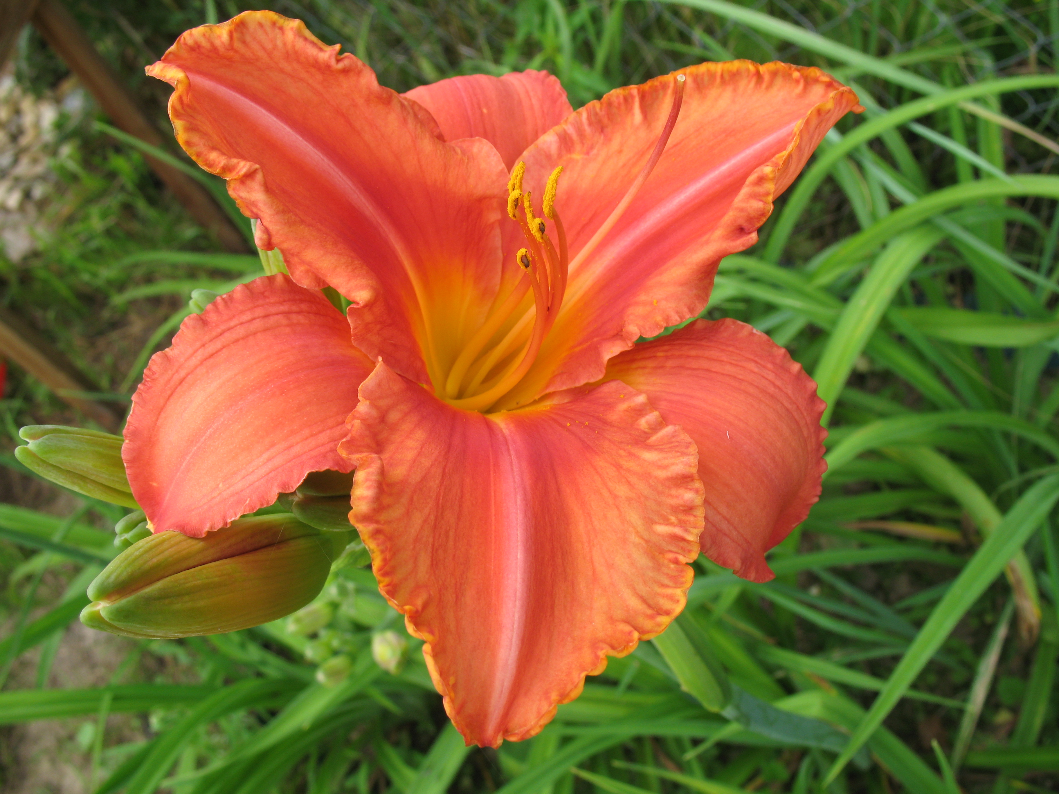 Лилейник гибридный 'Саут Сиз'