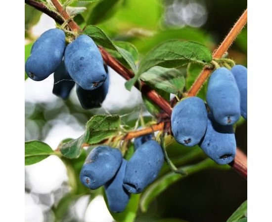 Жимолость съедобная 'Фианит'