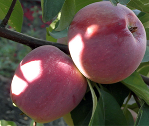 Яблоня домашняя 'Память Ульянищева'