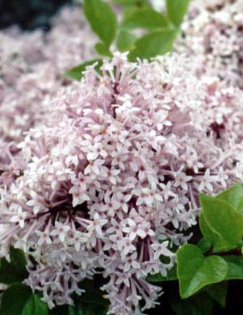 Сирень обыкновенная 'Фея Драже' (светло-розовая)