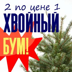 Хвойный БУМ! 2 по цене 1