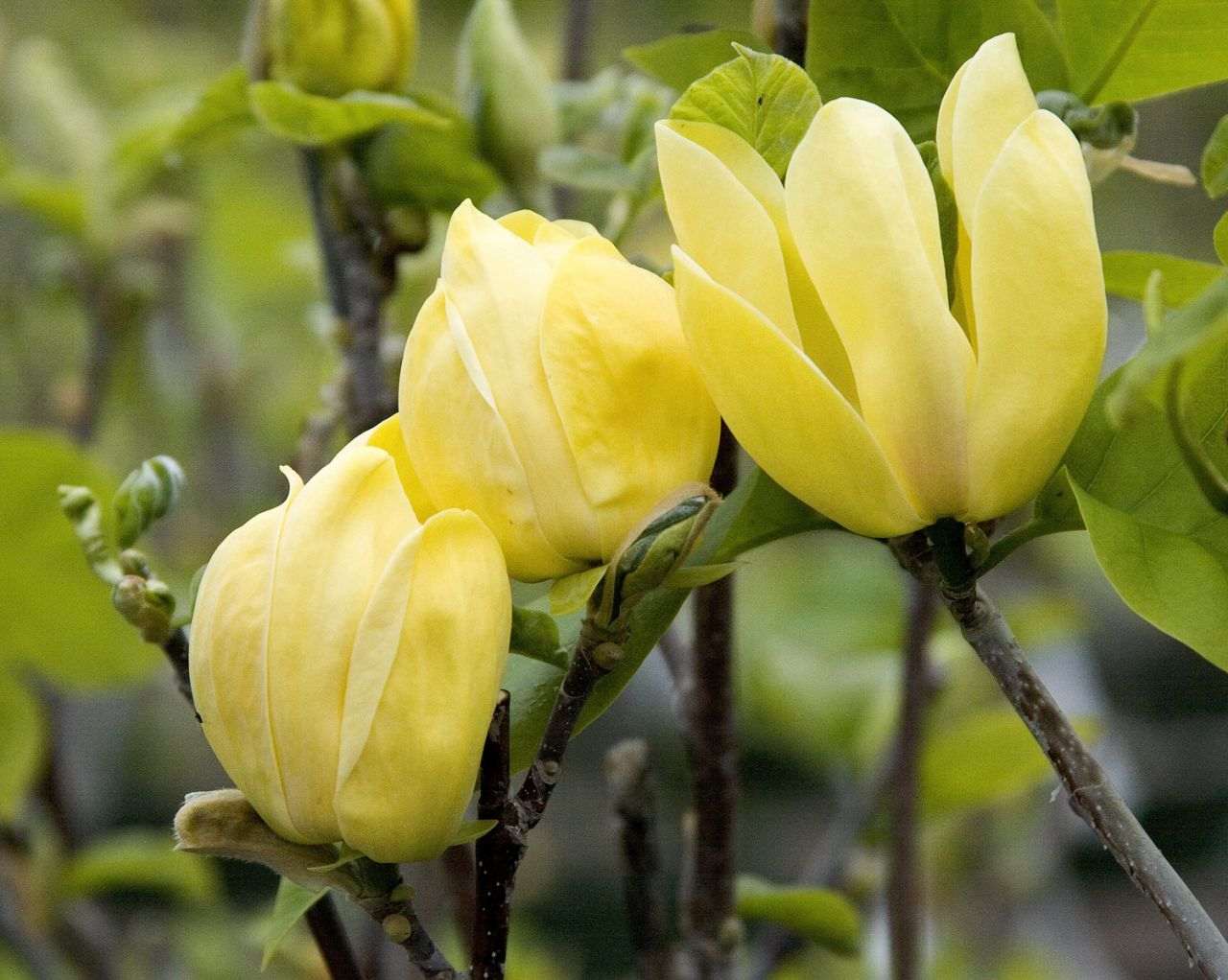 Магнолия 'Еллоу Берд'