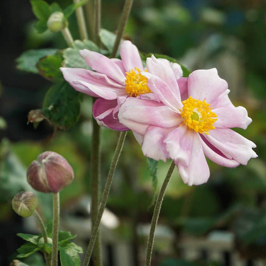 Анемона японская 'Кенигин Шарлотта'