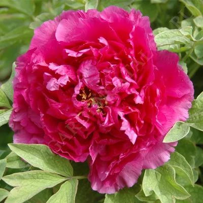 Пион древовидный 'Ред Дрес' (малиновый)