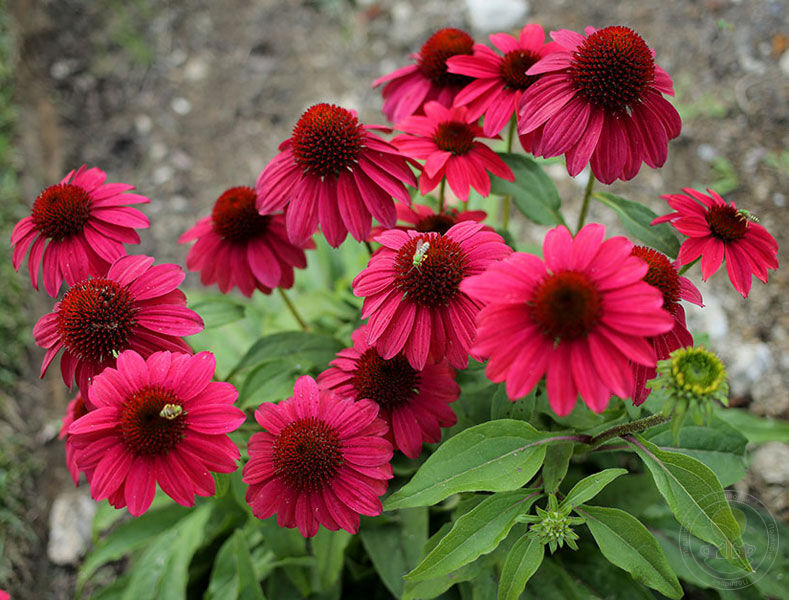 Эхинацея пурпурная 'Бая Бургунди'