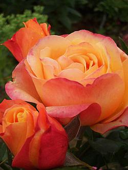 Роза 'Ибица' (чайно-гибридная) (оранжево - красная)