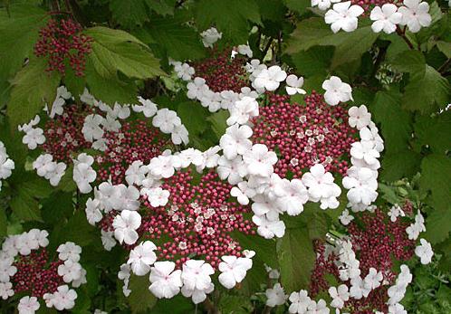 Калина Саржента