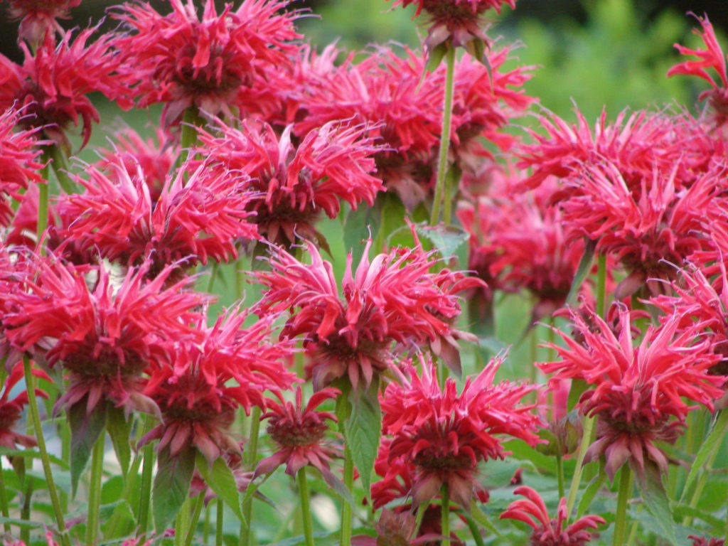 Монарда двойчатая (гибридная)