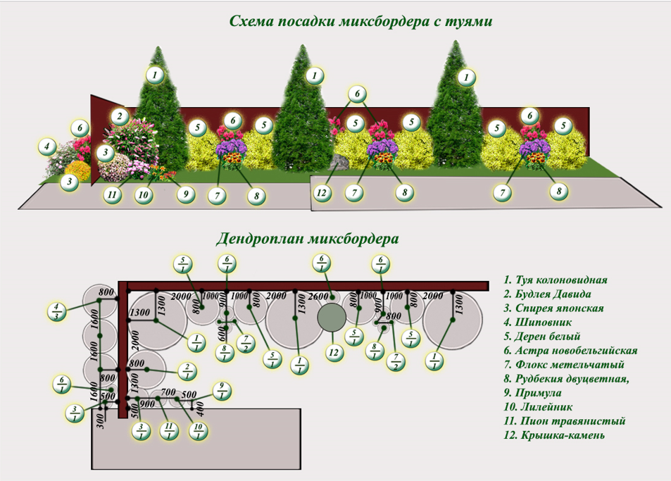 На каком расстоянии сажать сад. Миксбордер вдоль забора схема посадки. Хвойный миксбордер вдоль забора схемы. Схема посадки хвойников с кустарниками. Схема посадки многолетников вдоль забора.