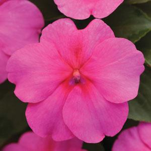 Бальзамин Уоллера 'Эдвантейдж Дип Пинк'(розовый)