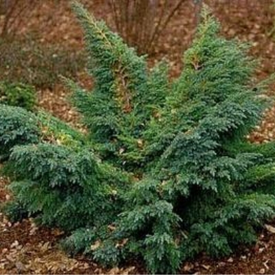 Можжевельный чешуйчатый 'Ханетроп'