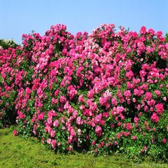 Роза 'Пат Де Велюр' (почвопокровная) (розовая)