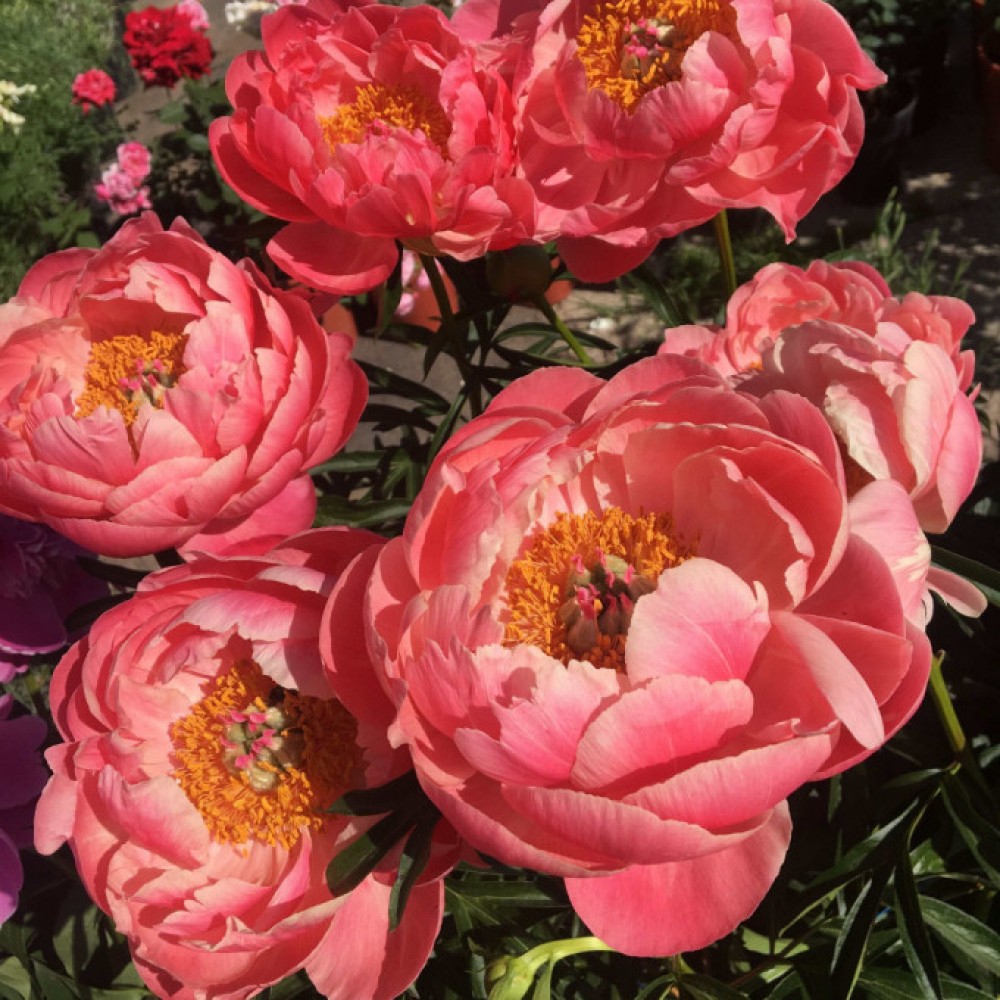 Пион молочноцветковый 'Корал Шарм' (коралловый)