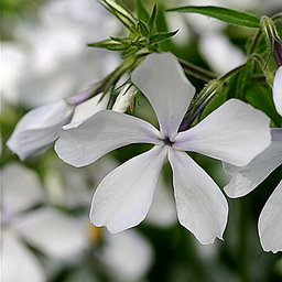 Флокс растопыренный 'Мэй Бриз'