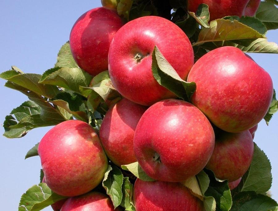 Яблоня колоновидная 'Алые Паруса'