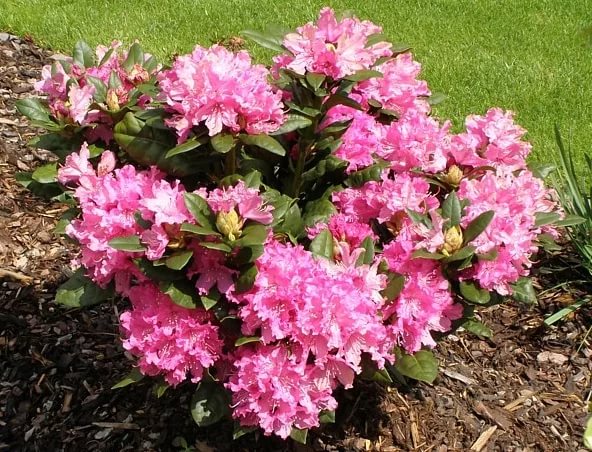 Рододендрон гибридный 'Рокет' (розовый)