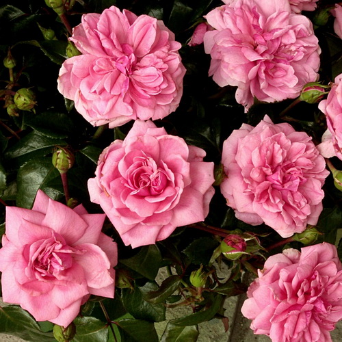 Роза 'Берлебург' (флорибунда) (розовая)