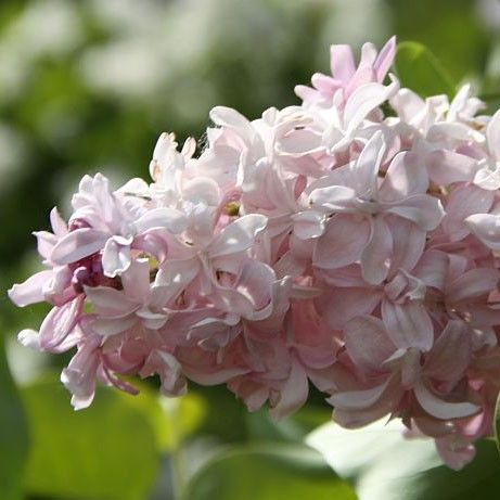 Сирень обыкновенная 'Милосердие' (нежно -розовая)