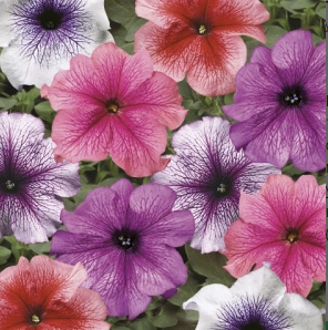 Петуния (сурфиния) гибридная 'Тритуния Формула Микс' (смесь)