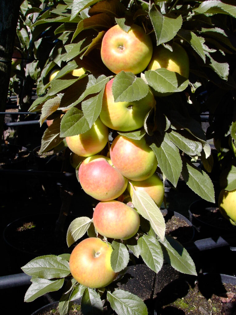 Яблоня колоновидная 'Приокское'