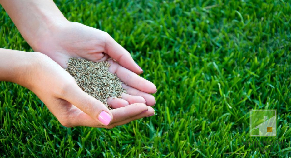 Газонная трава