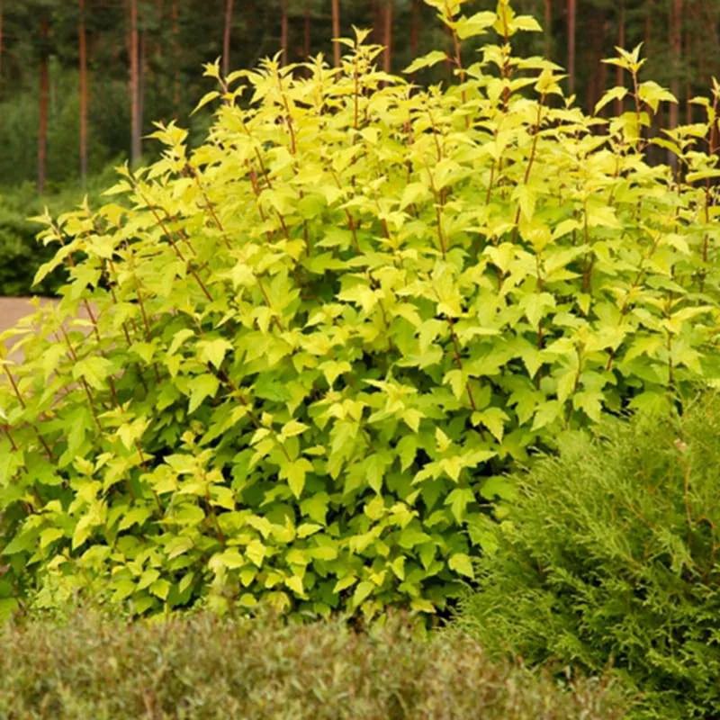 Пузыреплодник калинолистный 'Голден Наггет'