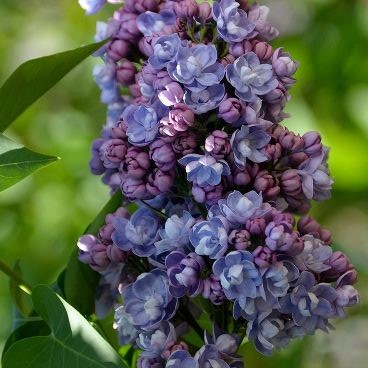 Сирень обыкновенная 'Ами Шотт' 