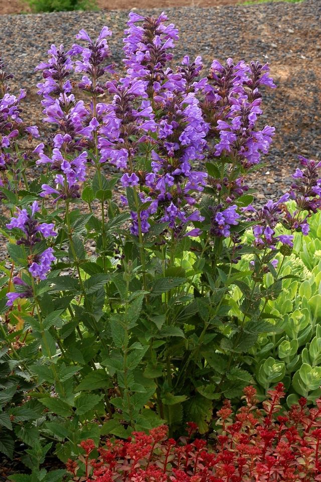 Котовник Фассенa 'Блю Драгон'