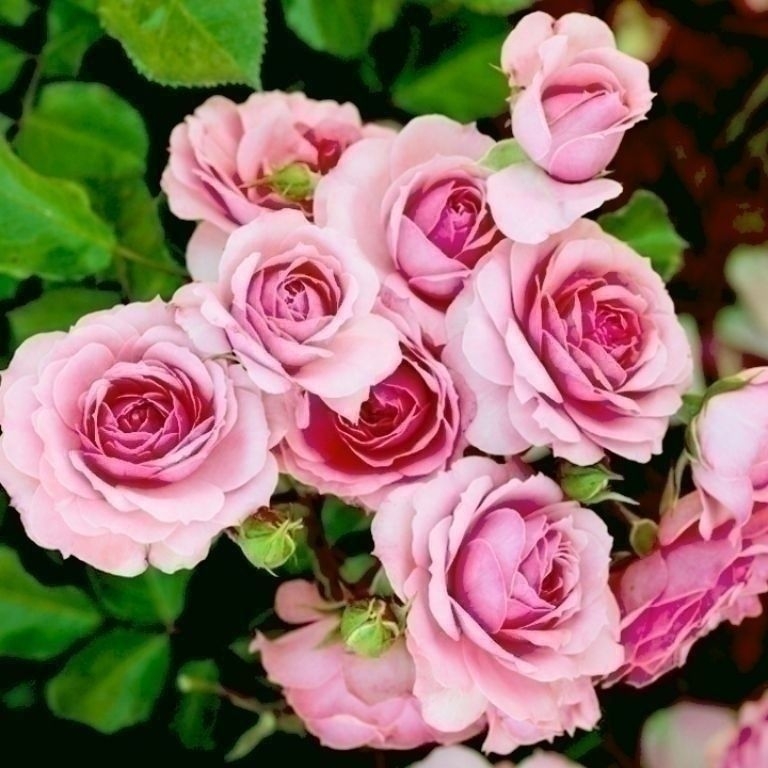 Роза 'Лидия' (флорибунда, парковая) (розовая)