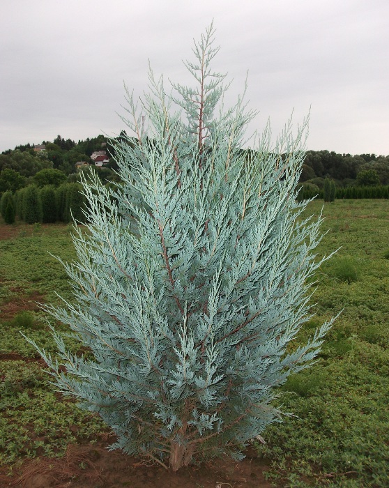 Можжевельник скальный 'Мунлайт'