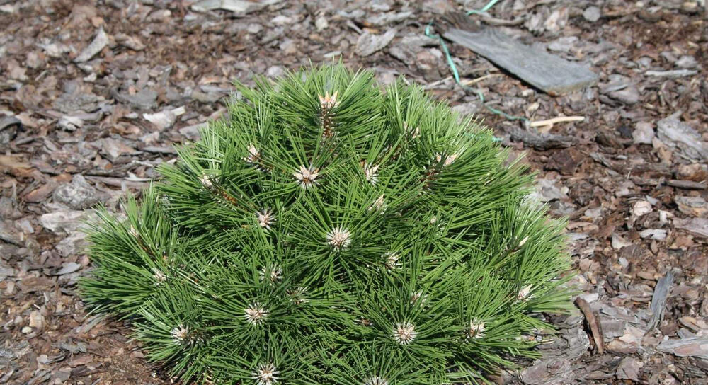 Сосна черная 'Агнес Брегеон'