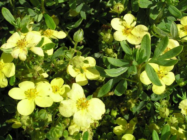 Лапчатка кустарниковая 'Маанелис'