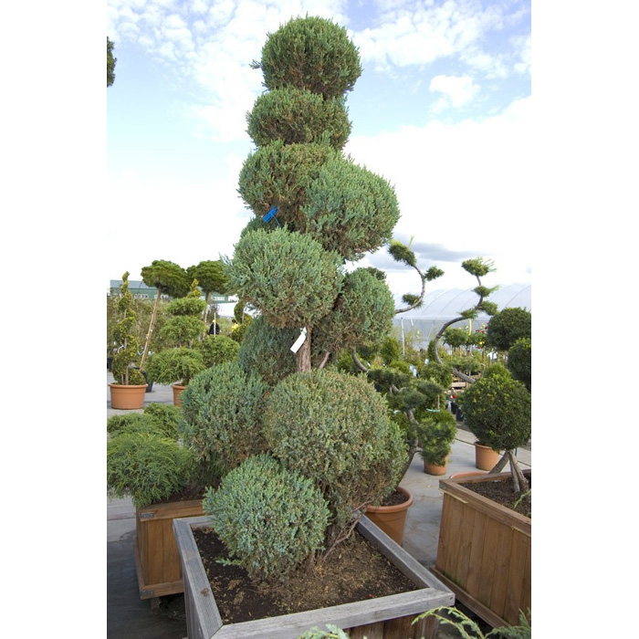 Можжевельник китайский 'Стрикта' бонсай
