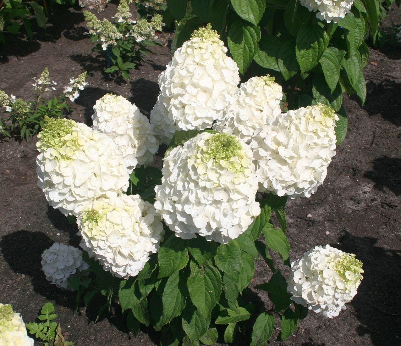 Гортензия метельчатая 'Меджикал Монт Бланк'